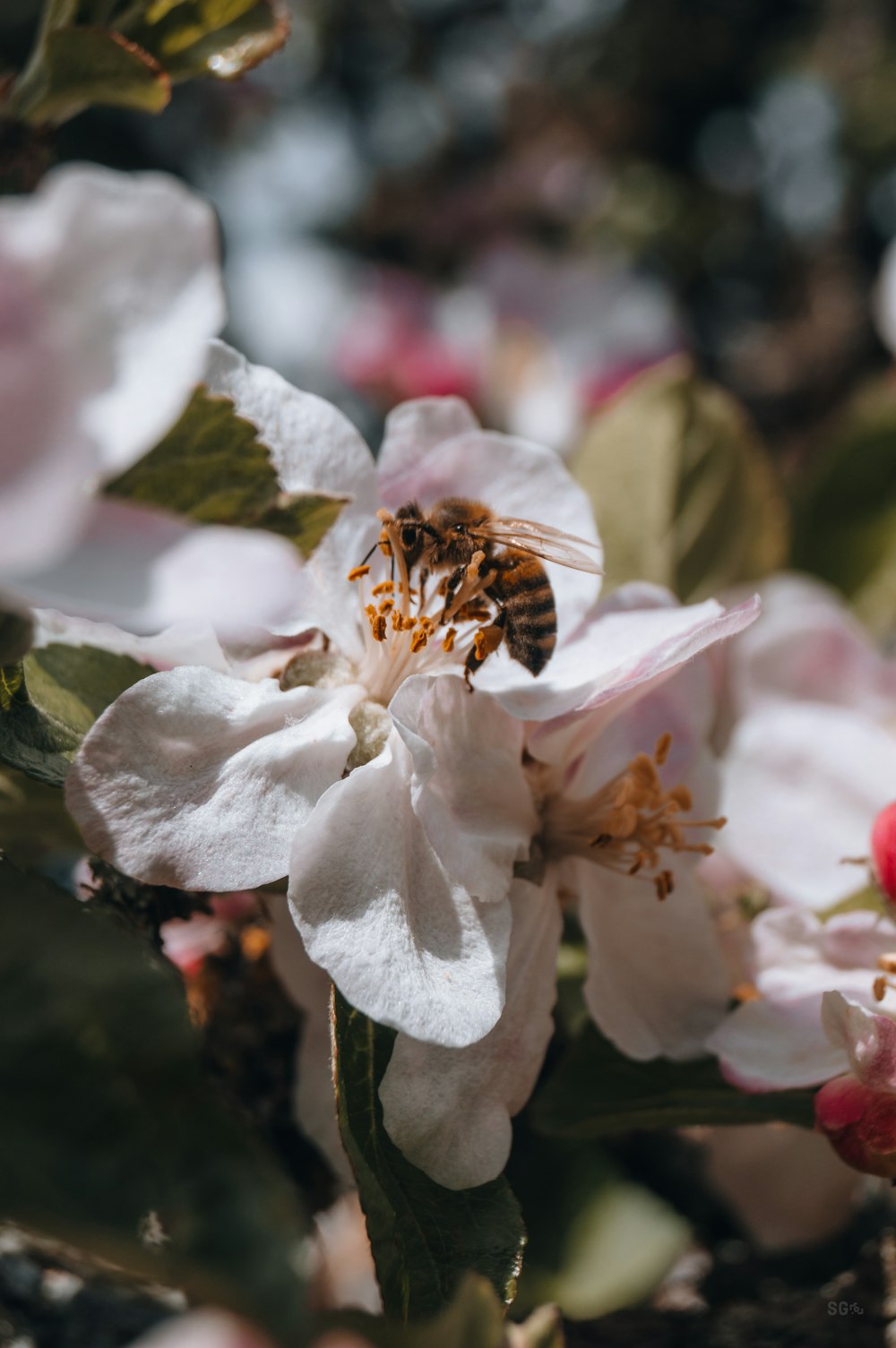 a bee is sitting on a white flower