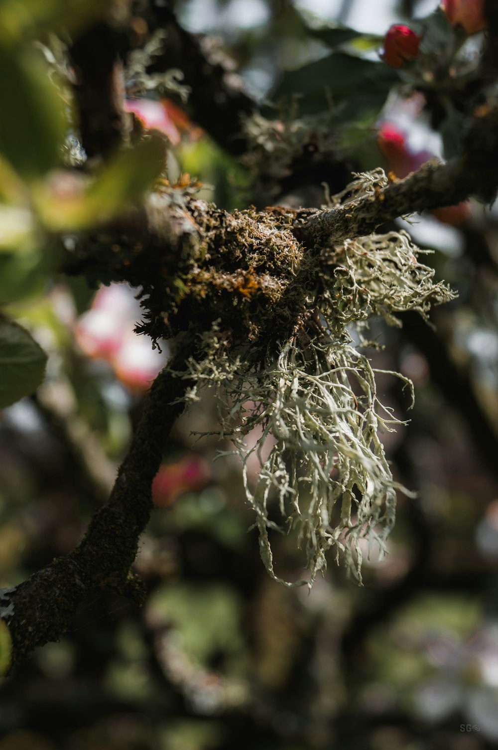 a close up of a tree with moss growing on it