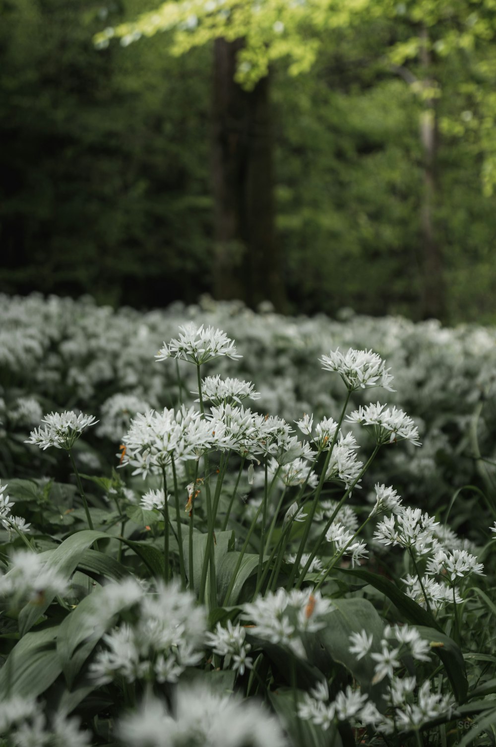 a field of white flowers with trees in the background