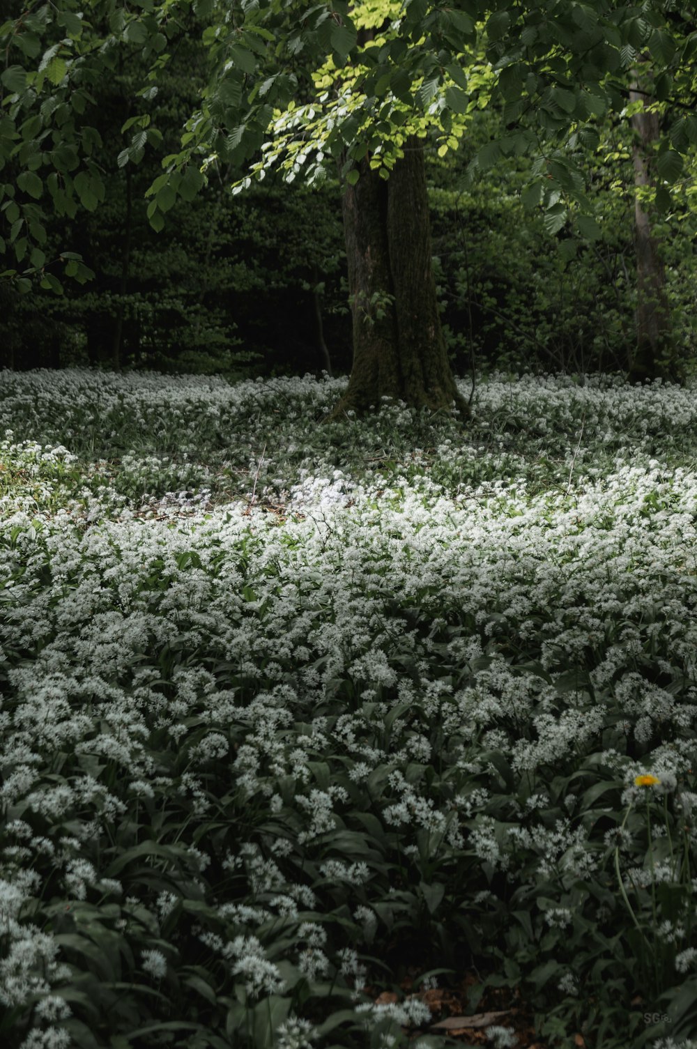 a field full of white flowers next to a tree