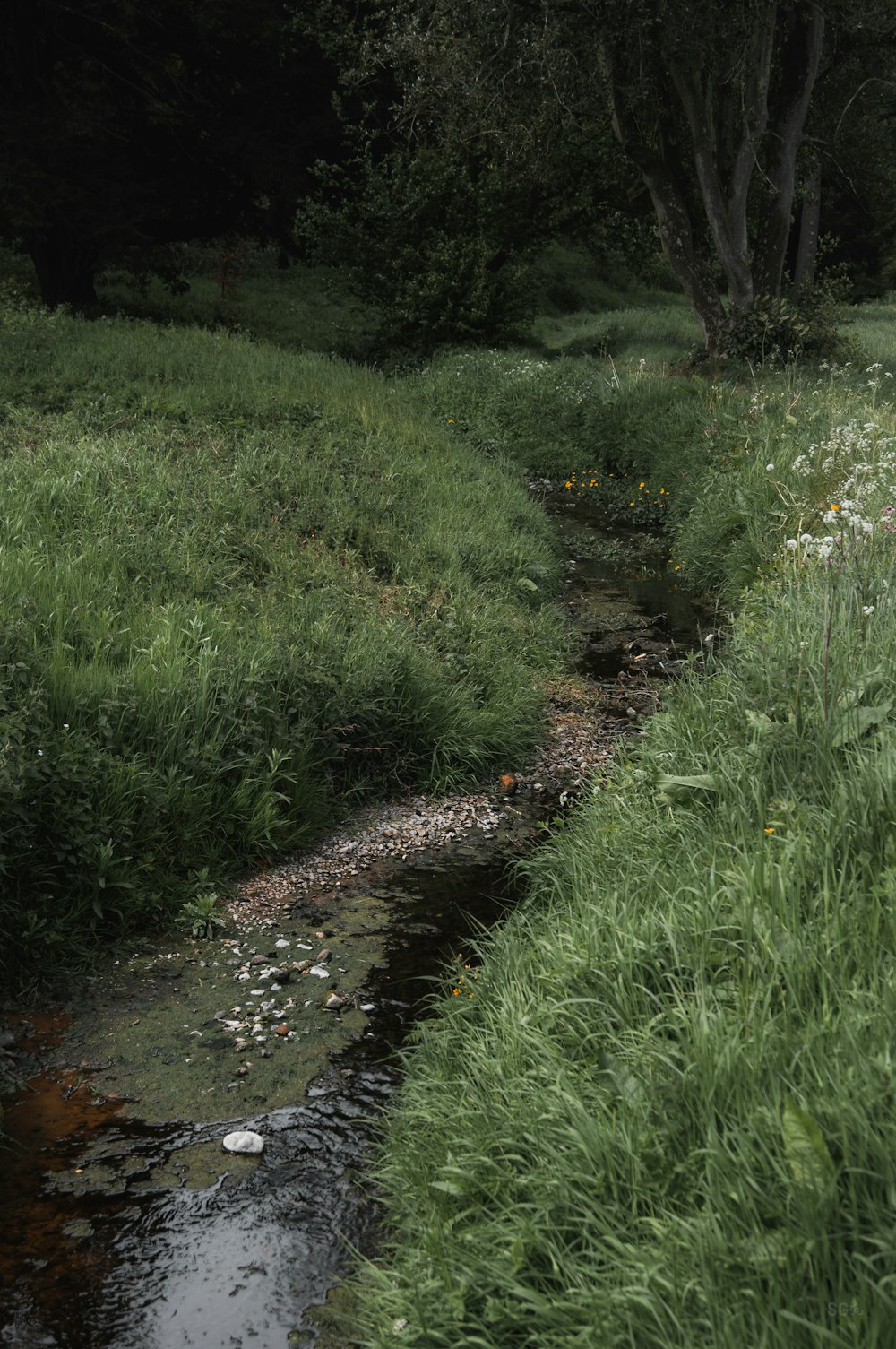 a stream running through a lush green forest