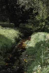 A narrow stream flows gently through a lush, verdant landscape, bordered by dense greenery and small patches of yellow wildflowers. Overhead, the branches of trees form a partial canopy, casting dappled shadows across the scene. The tranquil setting feels secluded and serene, inviting quiet reflection.