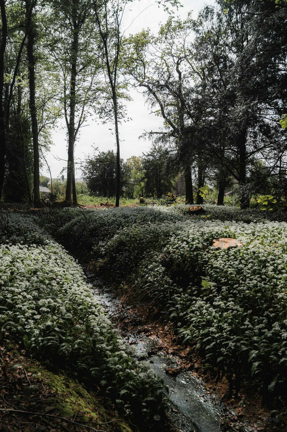 a stream running through a lush green forest