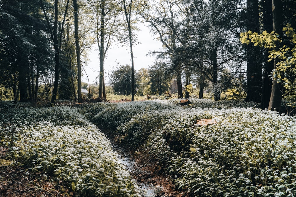 a path in the middle of a wooded area