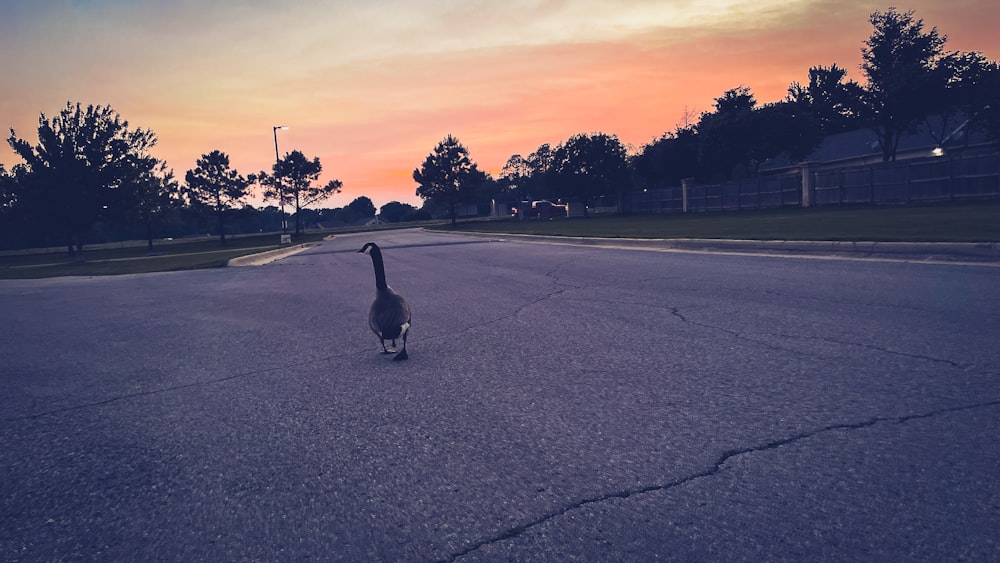 a goose walking across a street at sunset