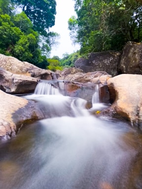 a stream of water running through a lush green forest