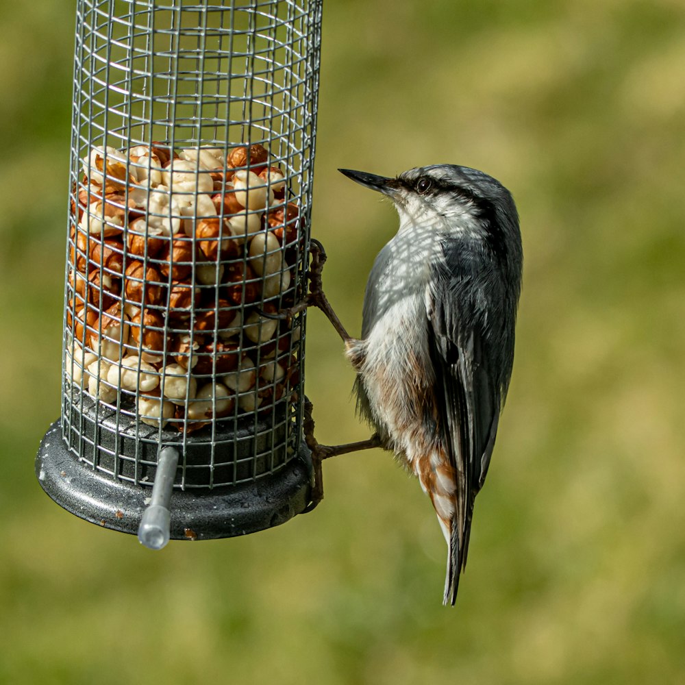 a bird is eating from a bird feeder