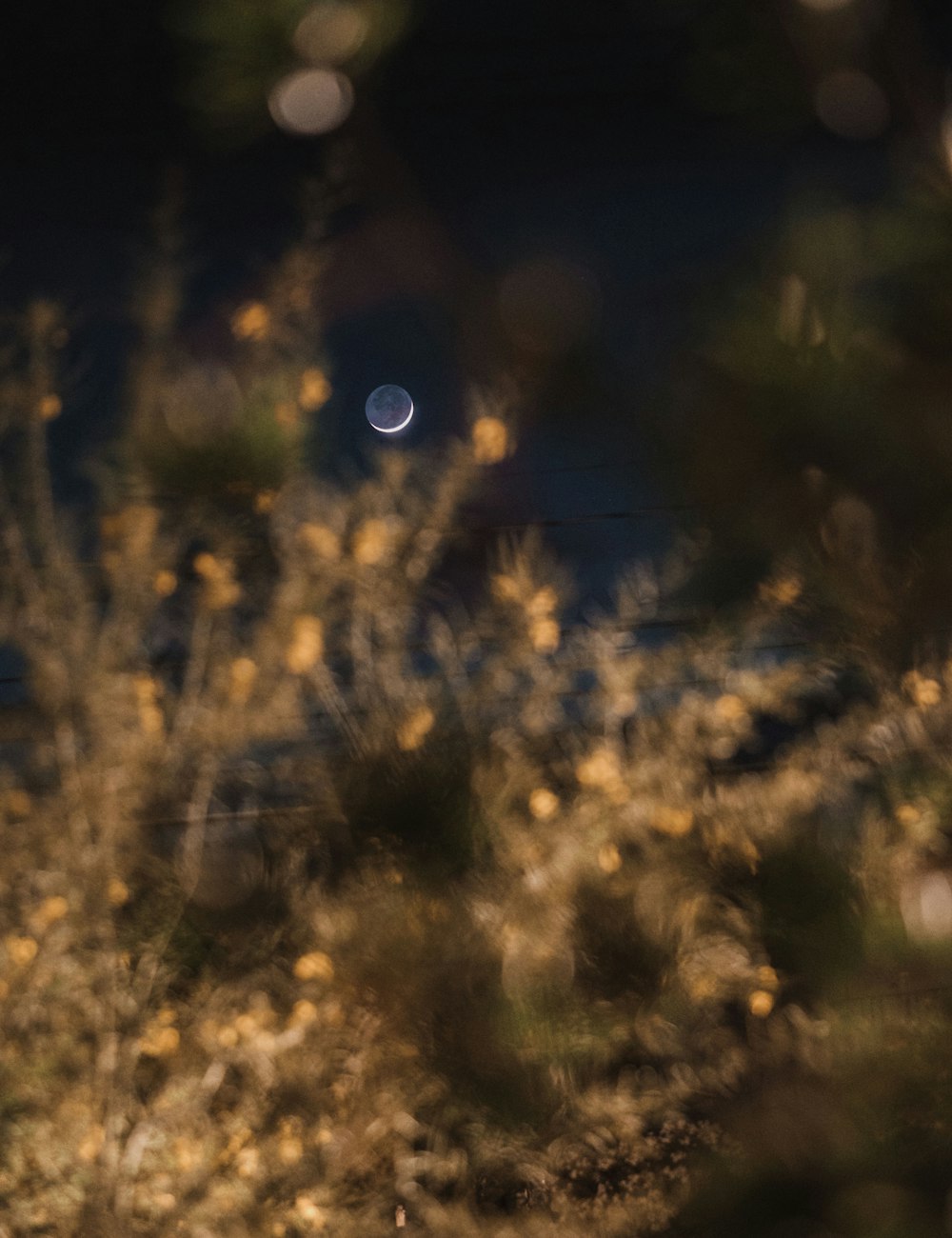 a blurry photo of a bush with a moon in the background