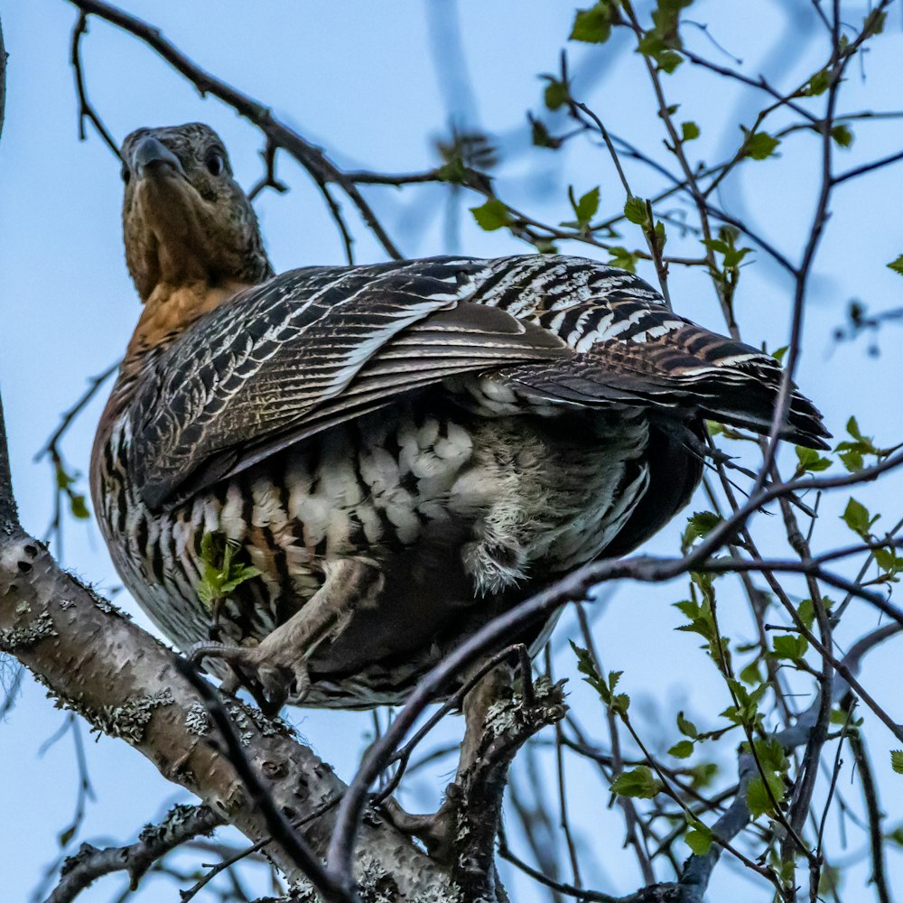um pássaro grande empoleirado no topo de um galho de árvore