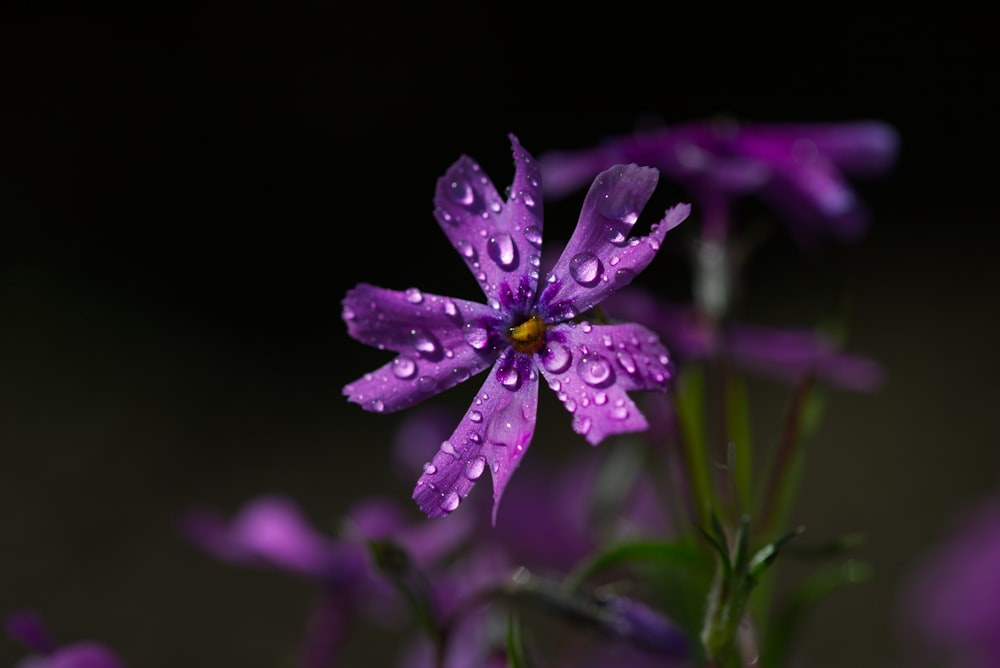 une fleur violette avec des gouttelettes d’eau dessus