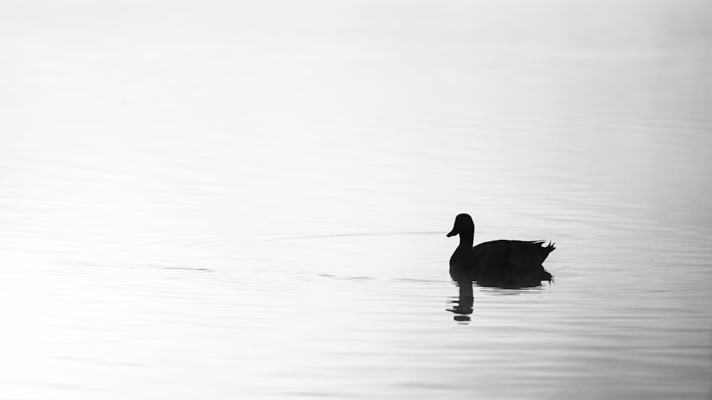 a black and white photo of a duck in the water