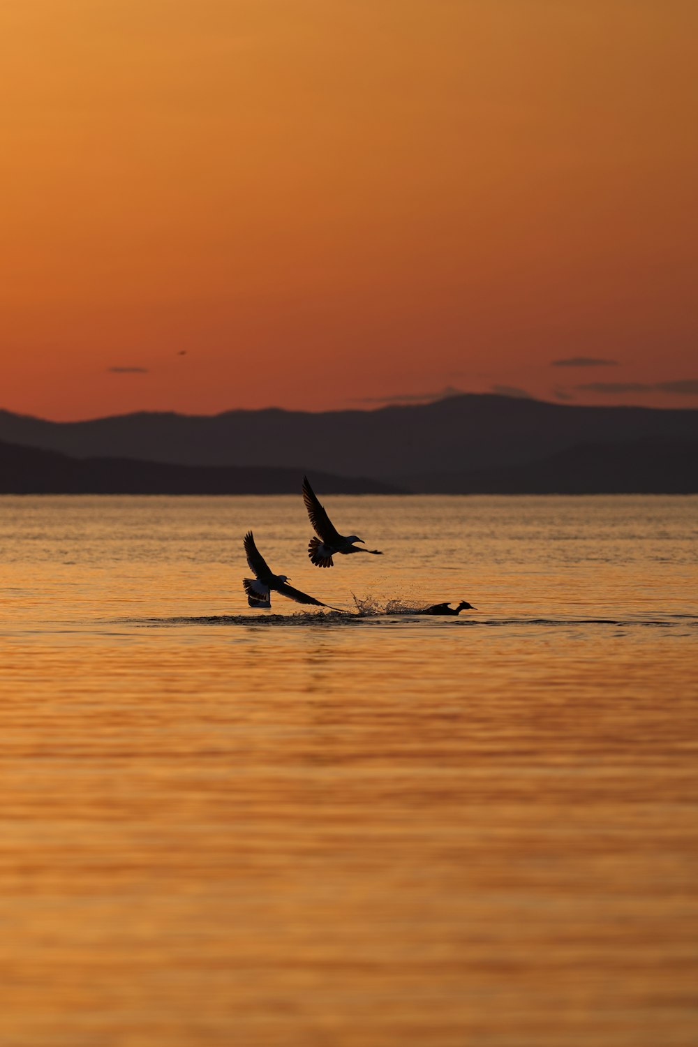 a couple of birds flying over a body of water