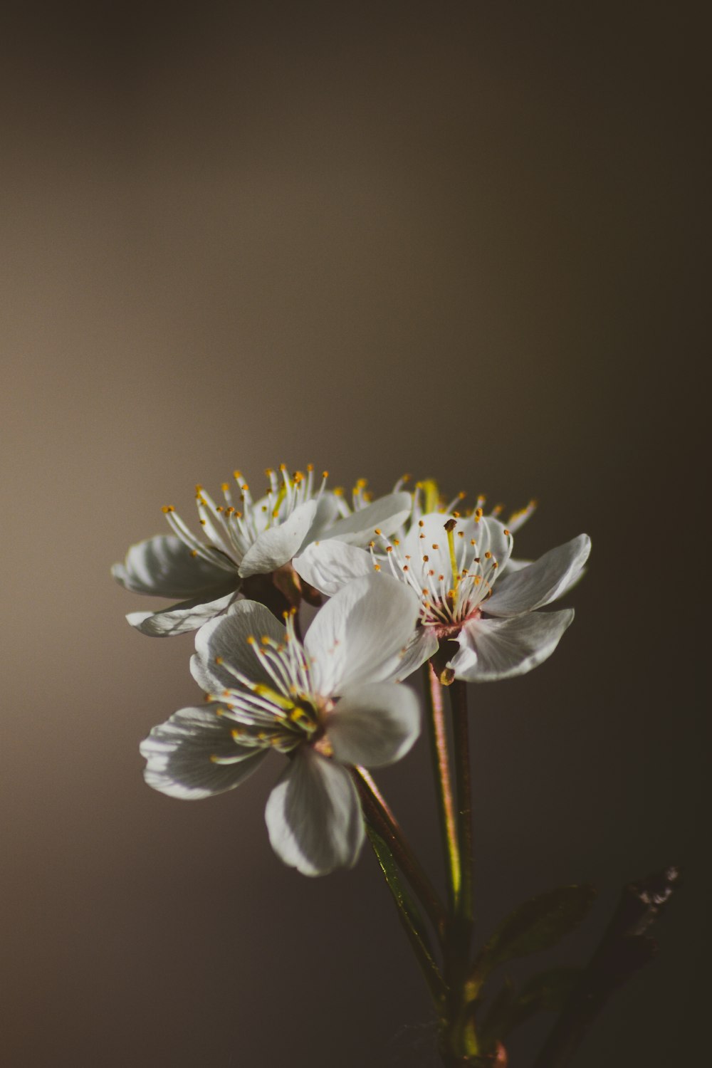 a group of white flowers sitting on top of a table