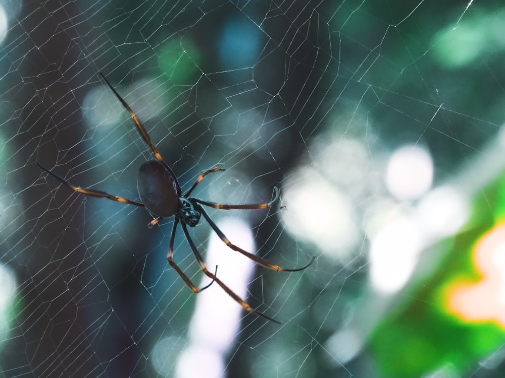 a close up of a spider on a web