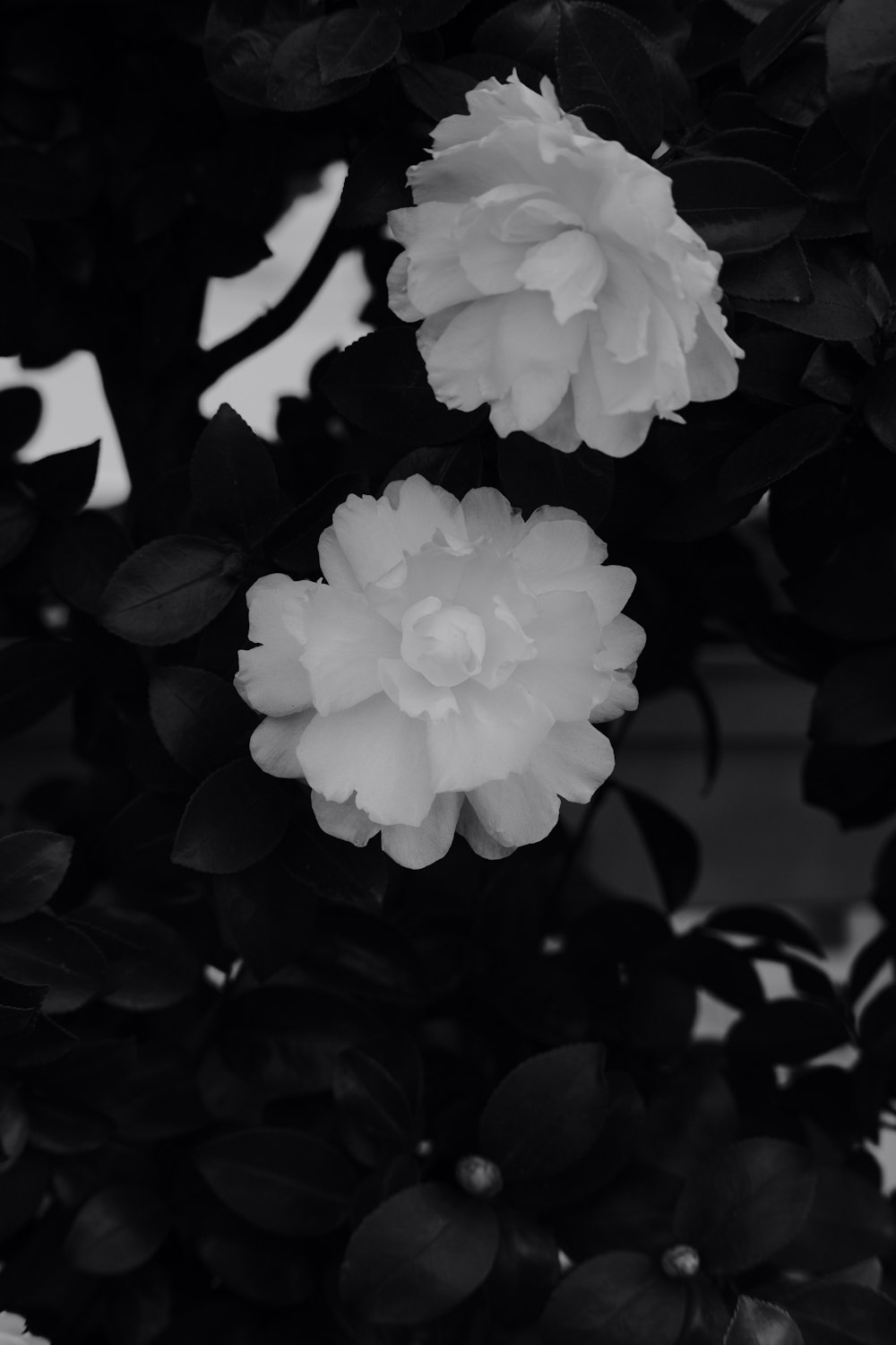 a black and white photo of two flowers