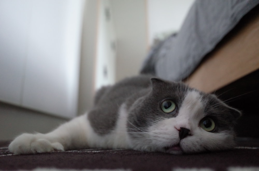 a gray and white cat laying on the floor