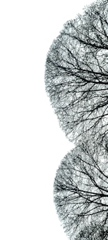 a black and white photo of trees with no leaves
