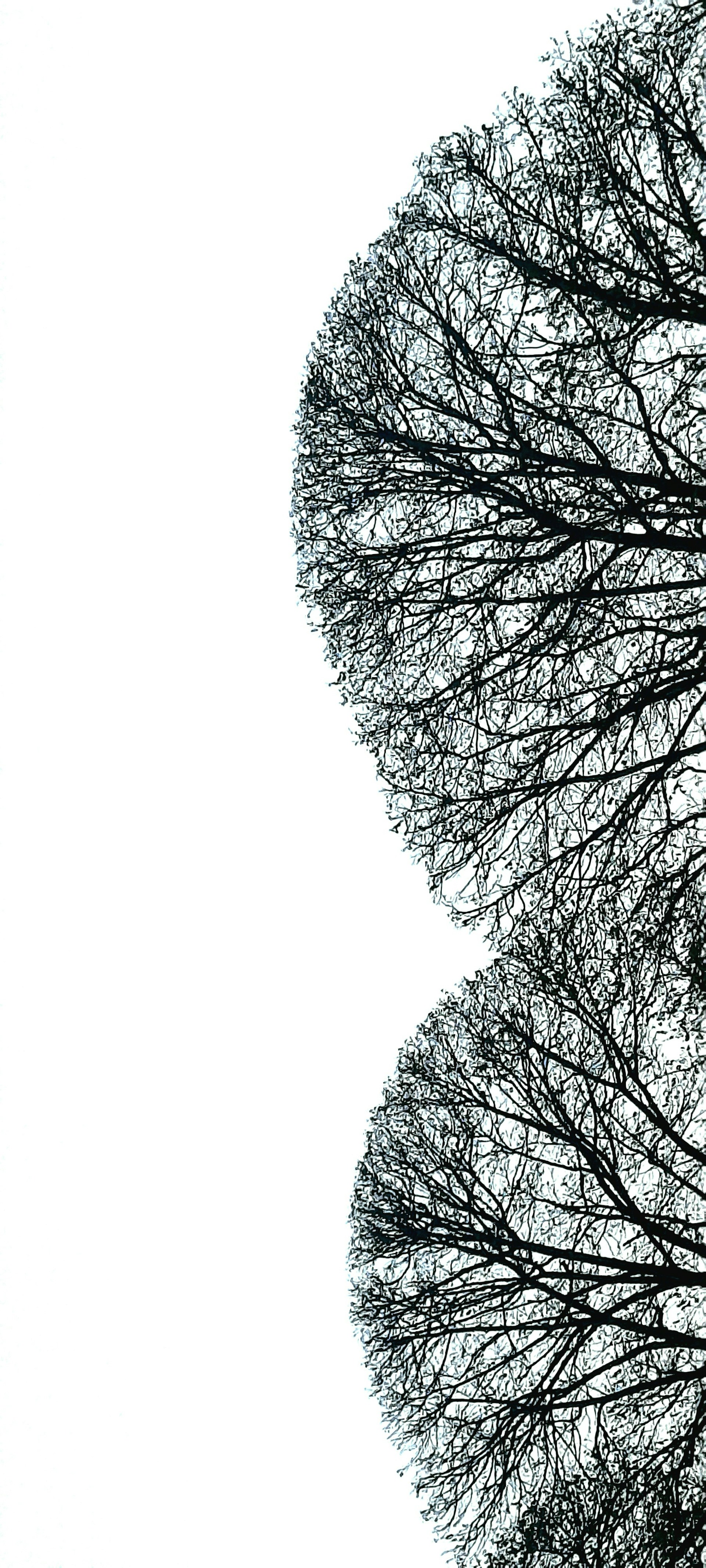 a black and white photo of trees with no leaves