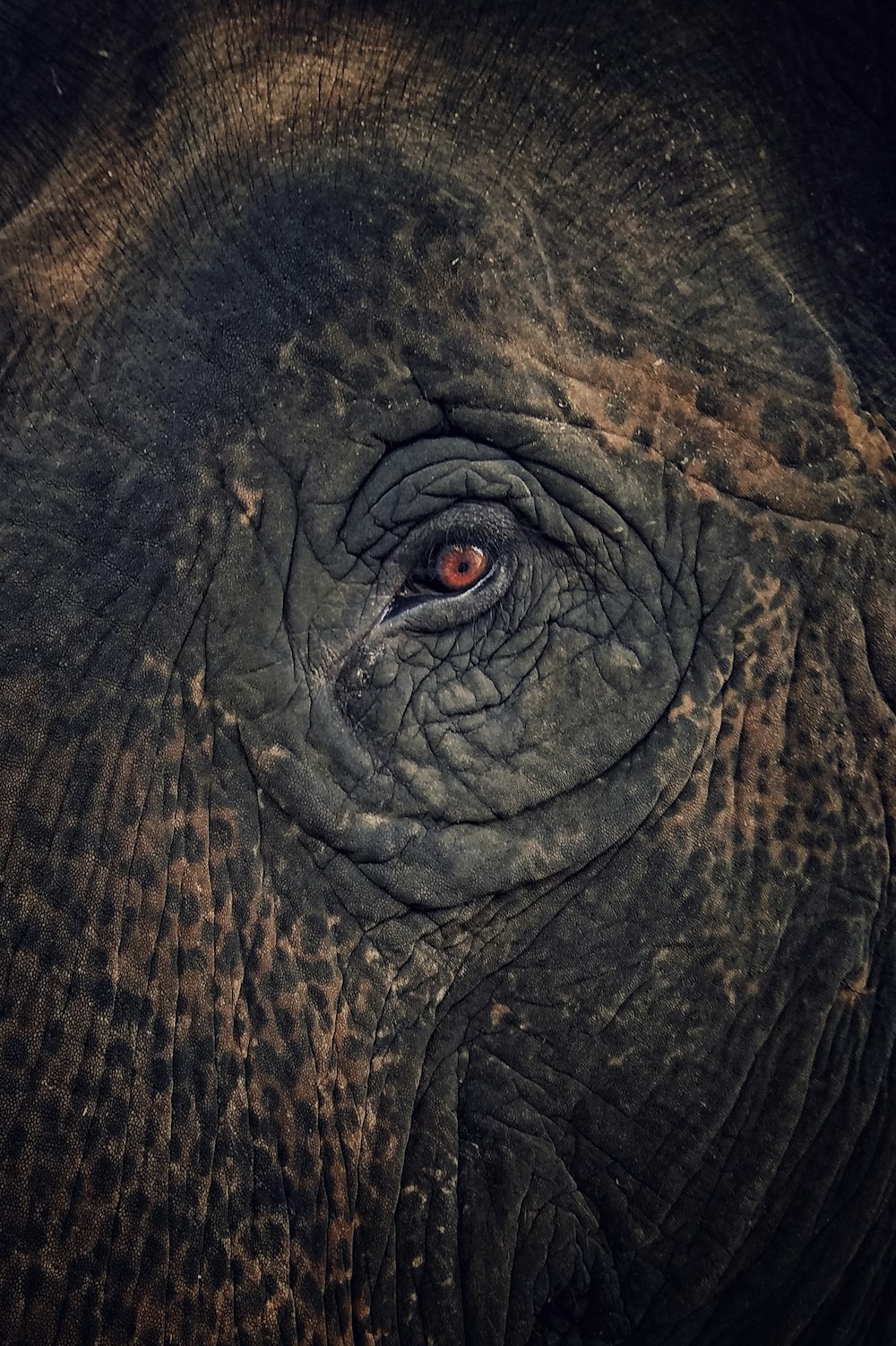 a close up of an elephant's eye