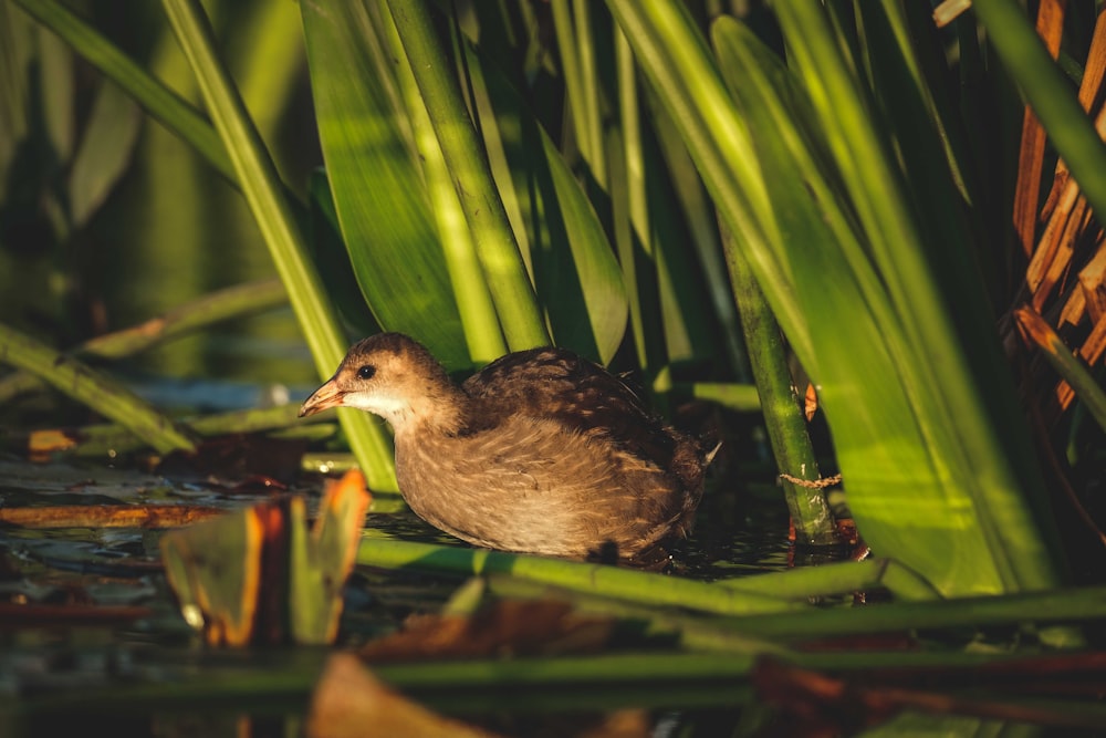 a small bird sitting in a pond of water