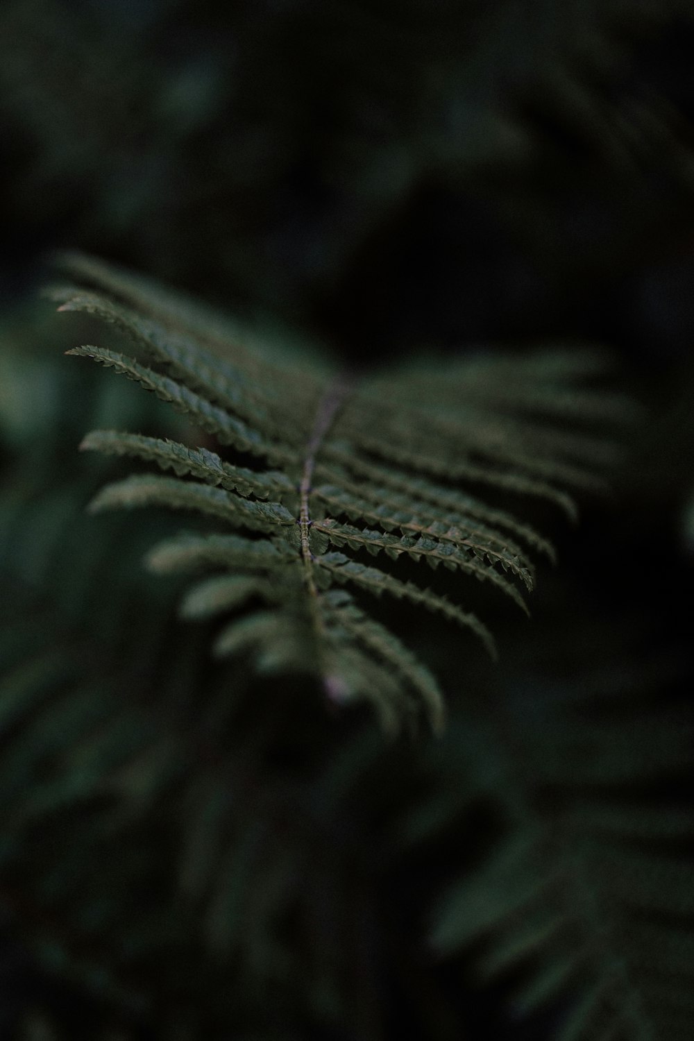 a close up of a fern leaf on a dark background