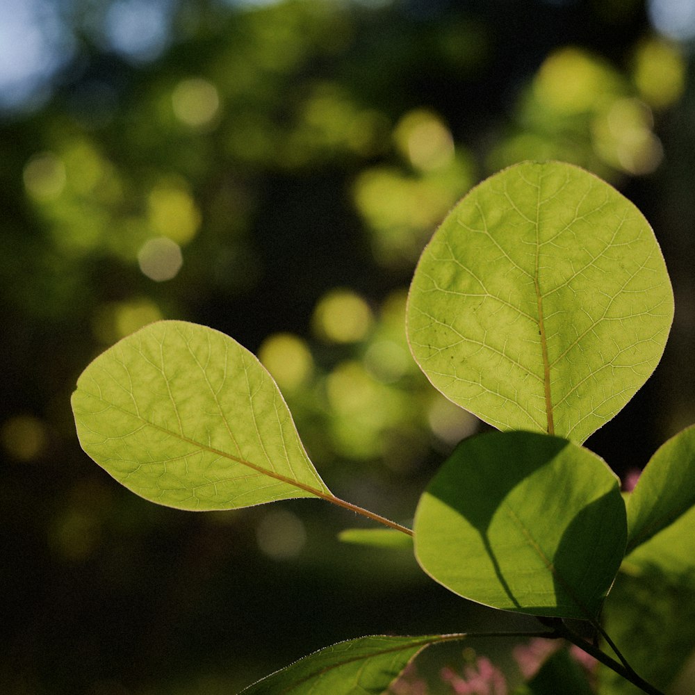 a close up of a green leaf on a tree