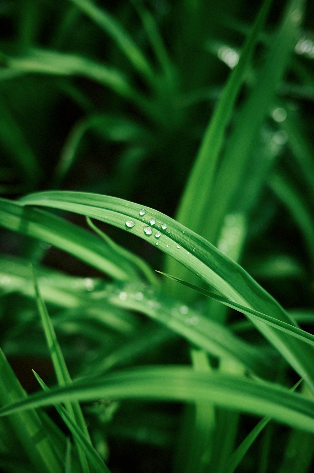 a close up of a green grass with water drops
