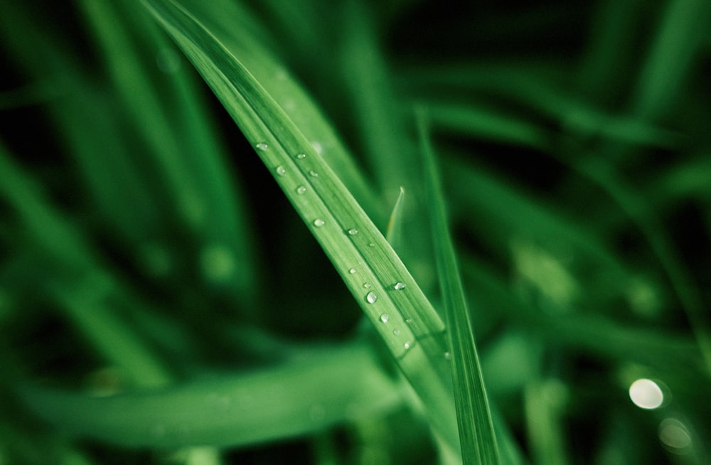 a close up of a green grass with drops of water on it