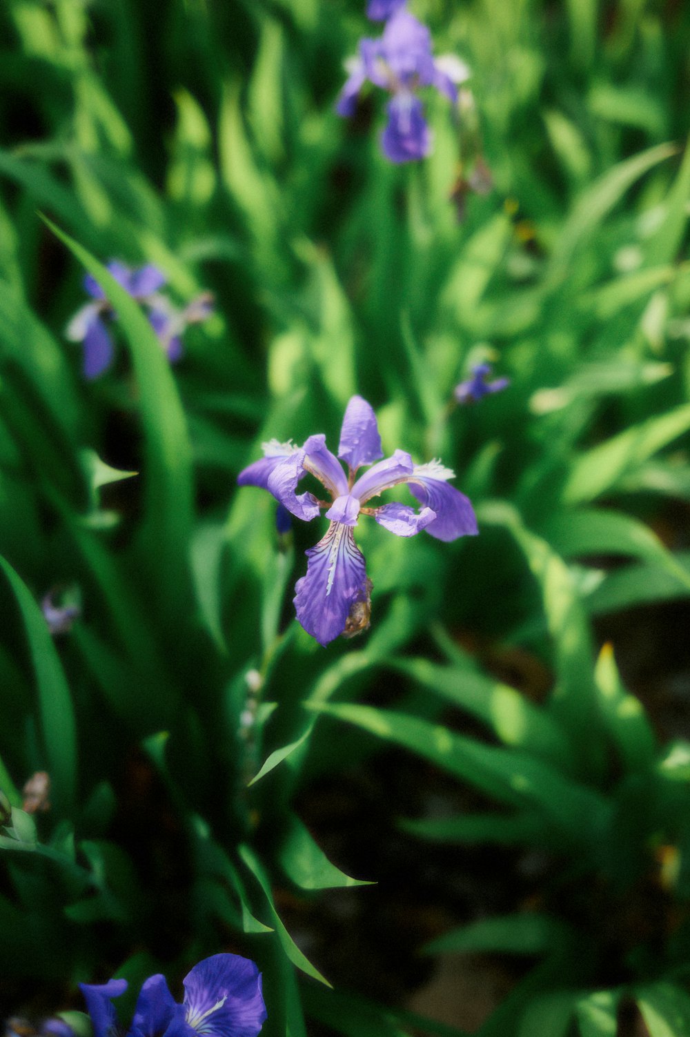 a close up of a purple flower with green leaves