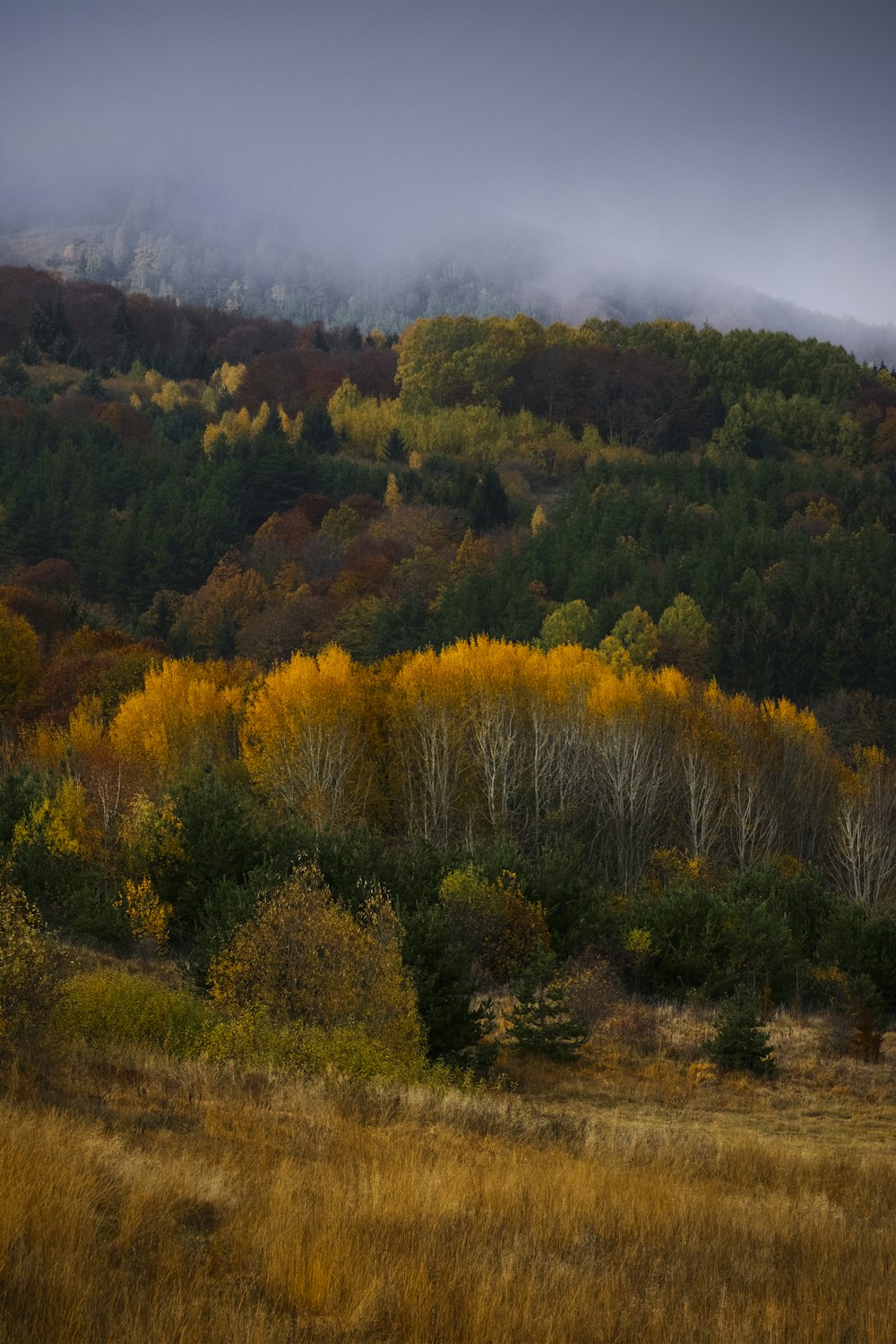 a grassy field with trees and mountains in the background