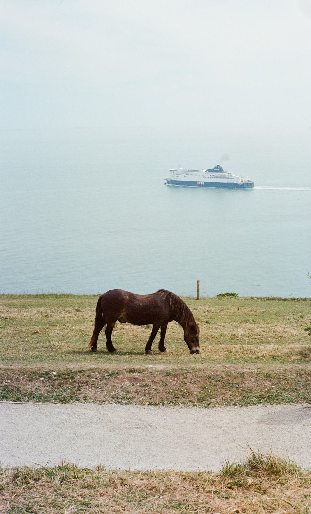 a horse grazing in a field next to the ocean