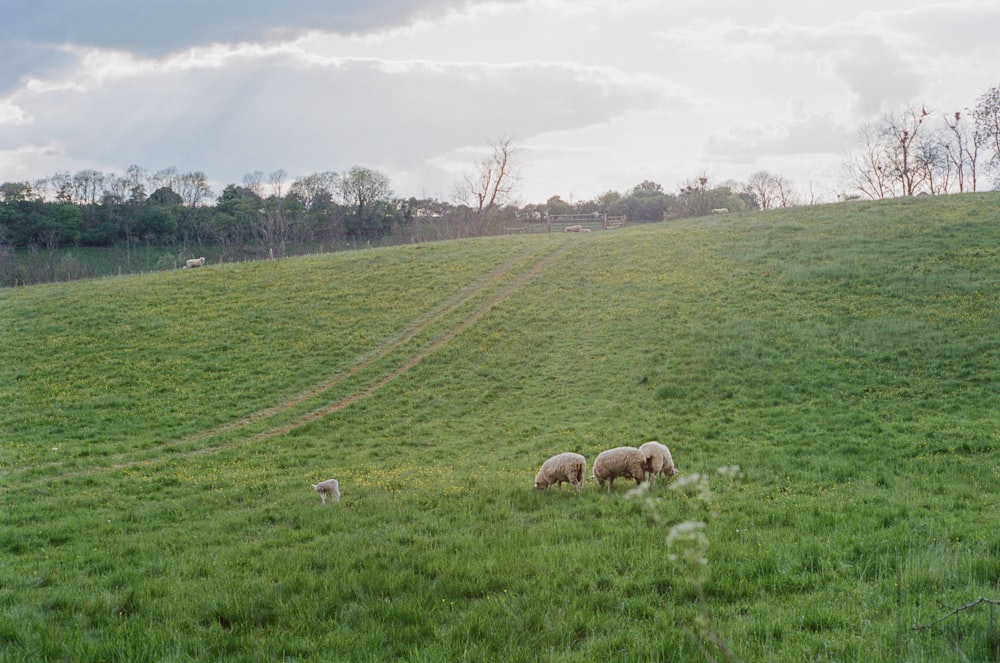 a herd of sheep grazing on a lush green hillside