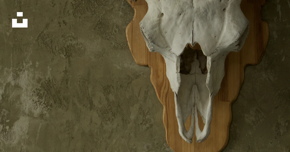 グラウクールの雄牛