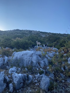 A group of goats climbing rocky terrain with green shrubs around