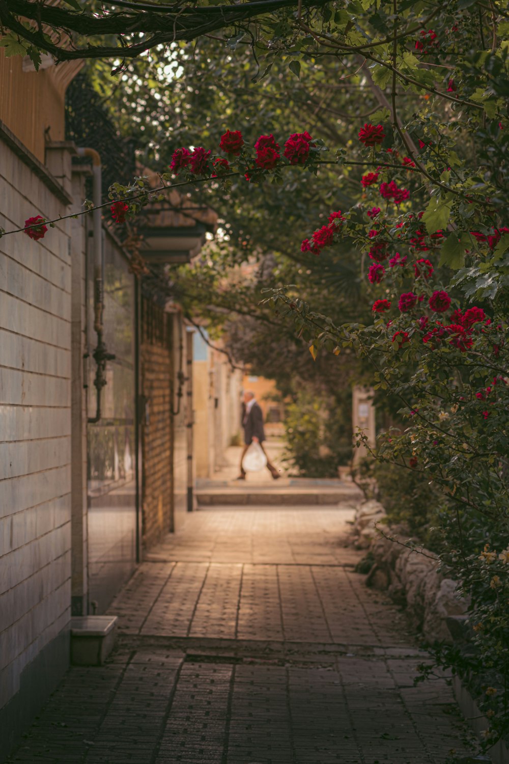 a person walking down a sidewalk with red flowers on it