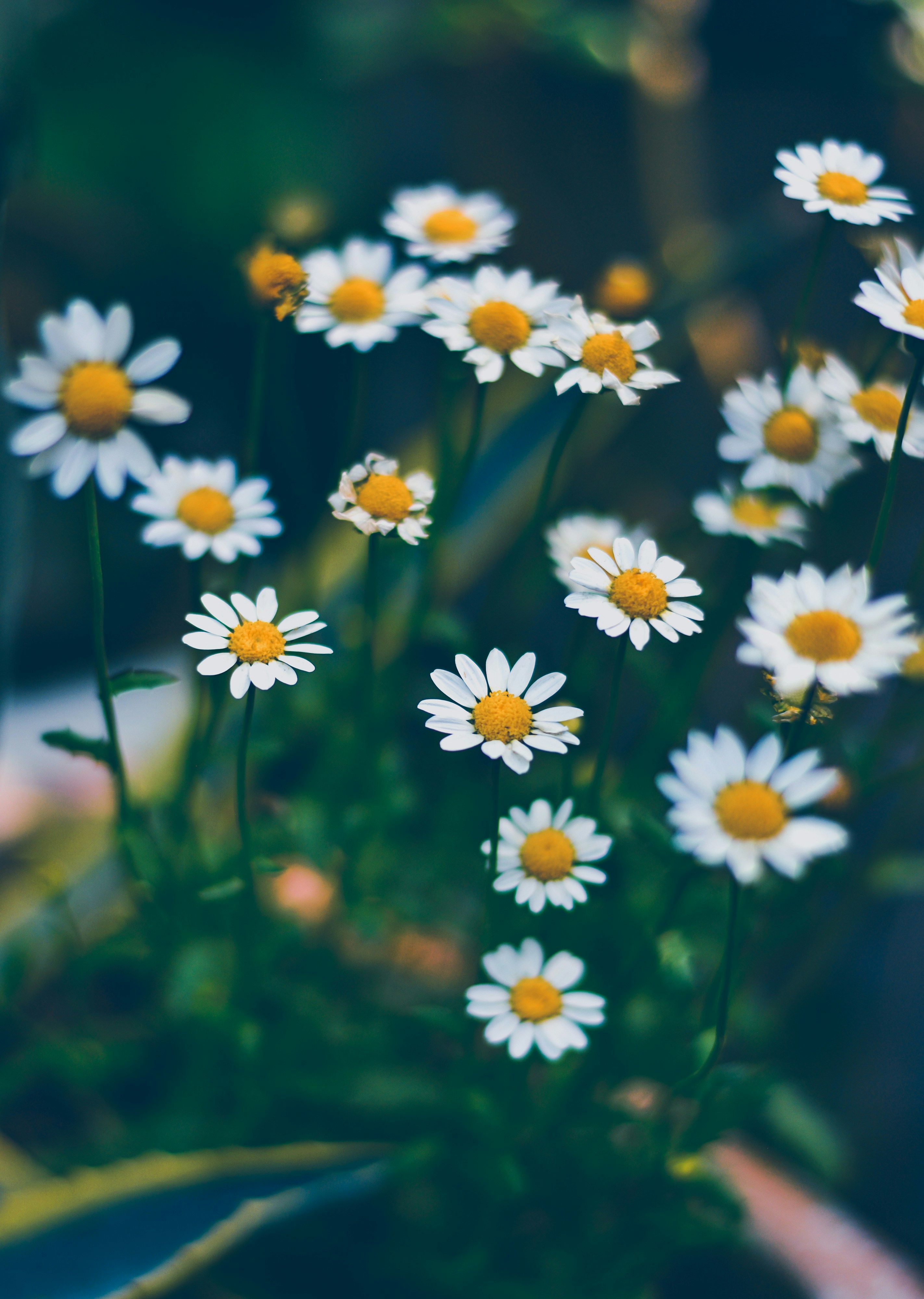 Photo by nasimkeshmiri