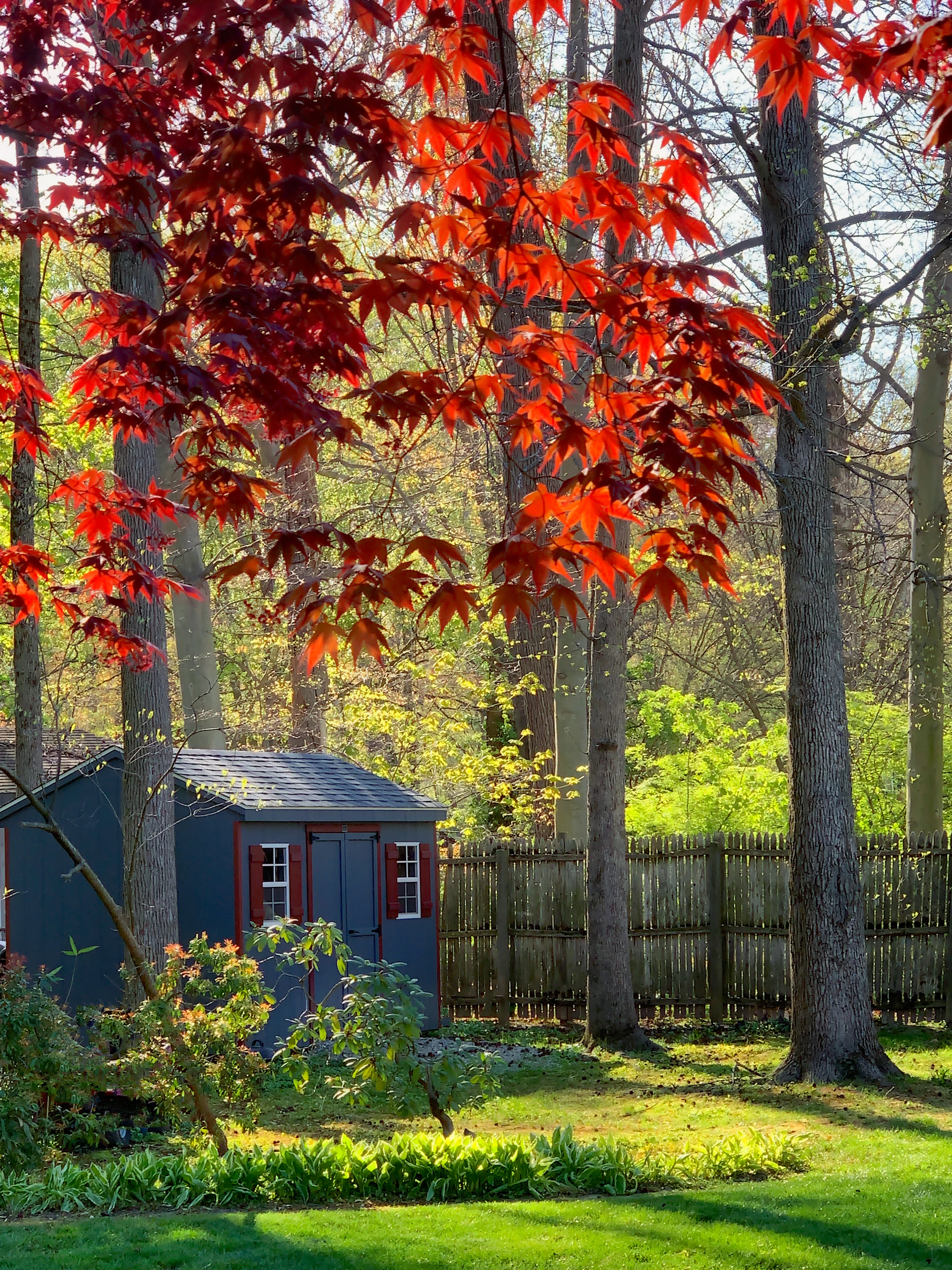 a small blue shed in the middle of a forest