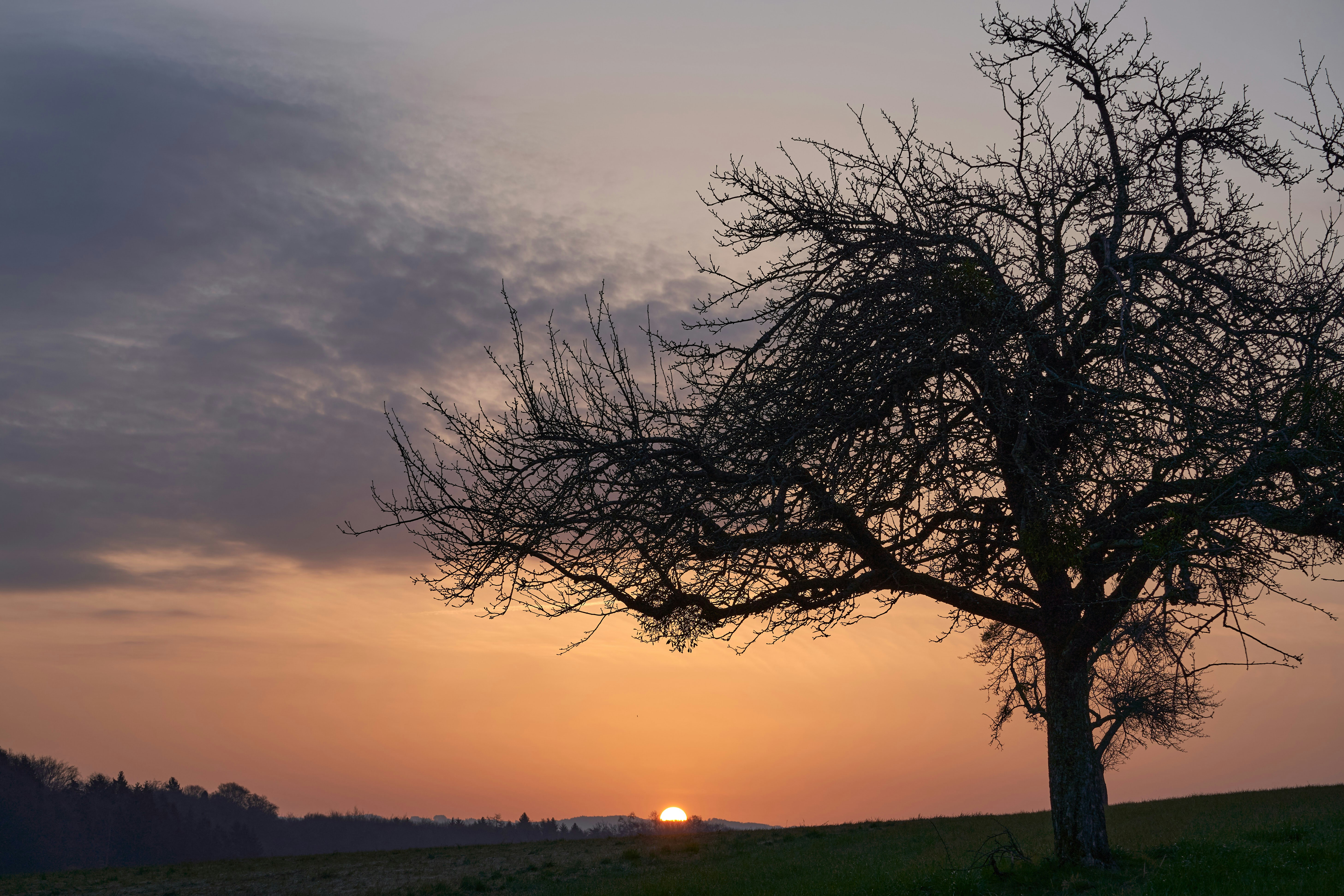 Photo by wolfgang_hasselmann