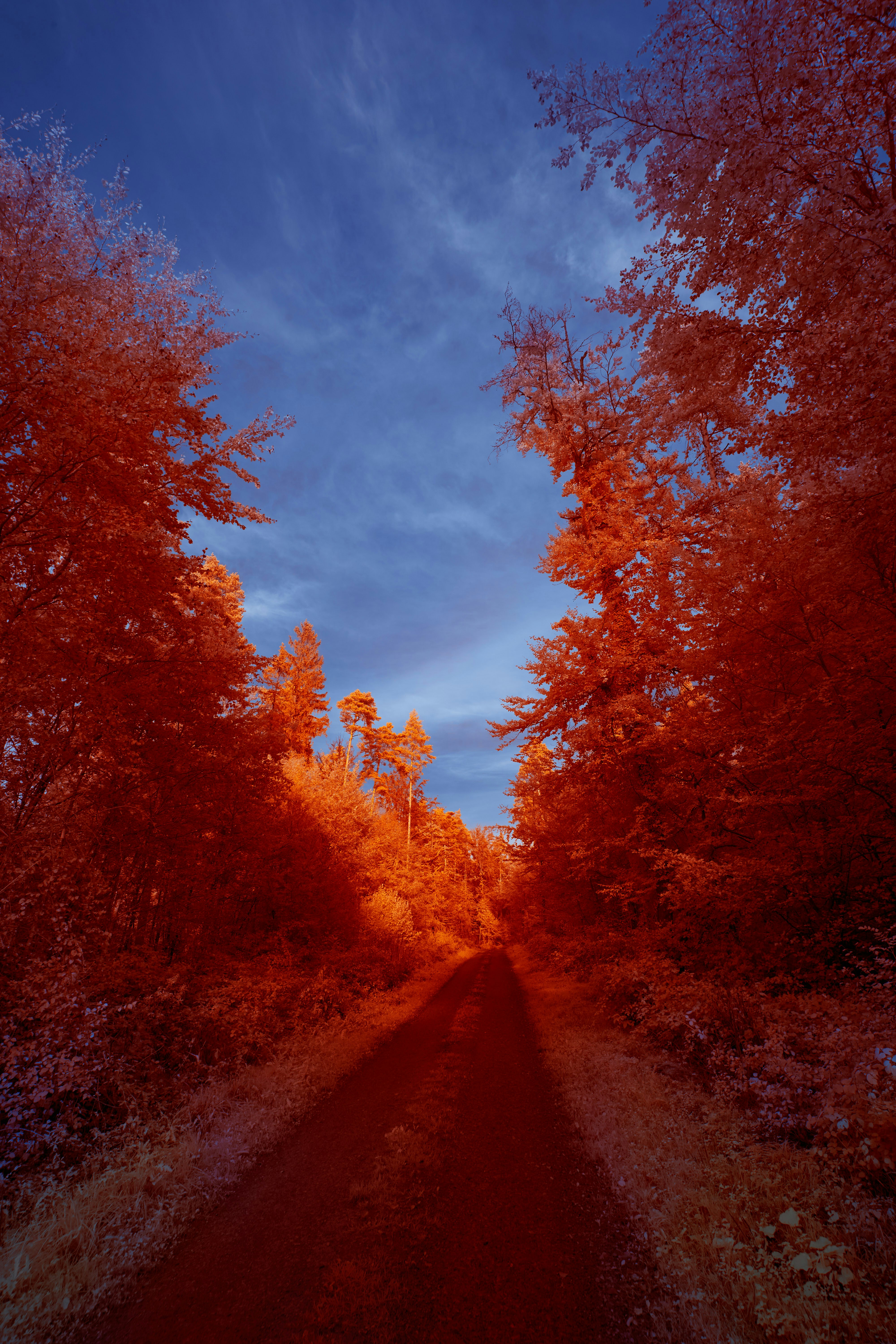 Photo by wolfgang_hasselmann