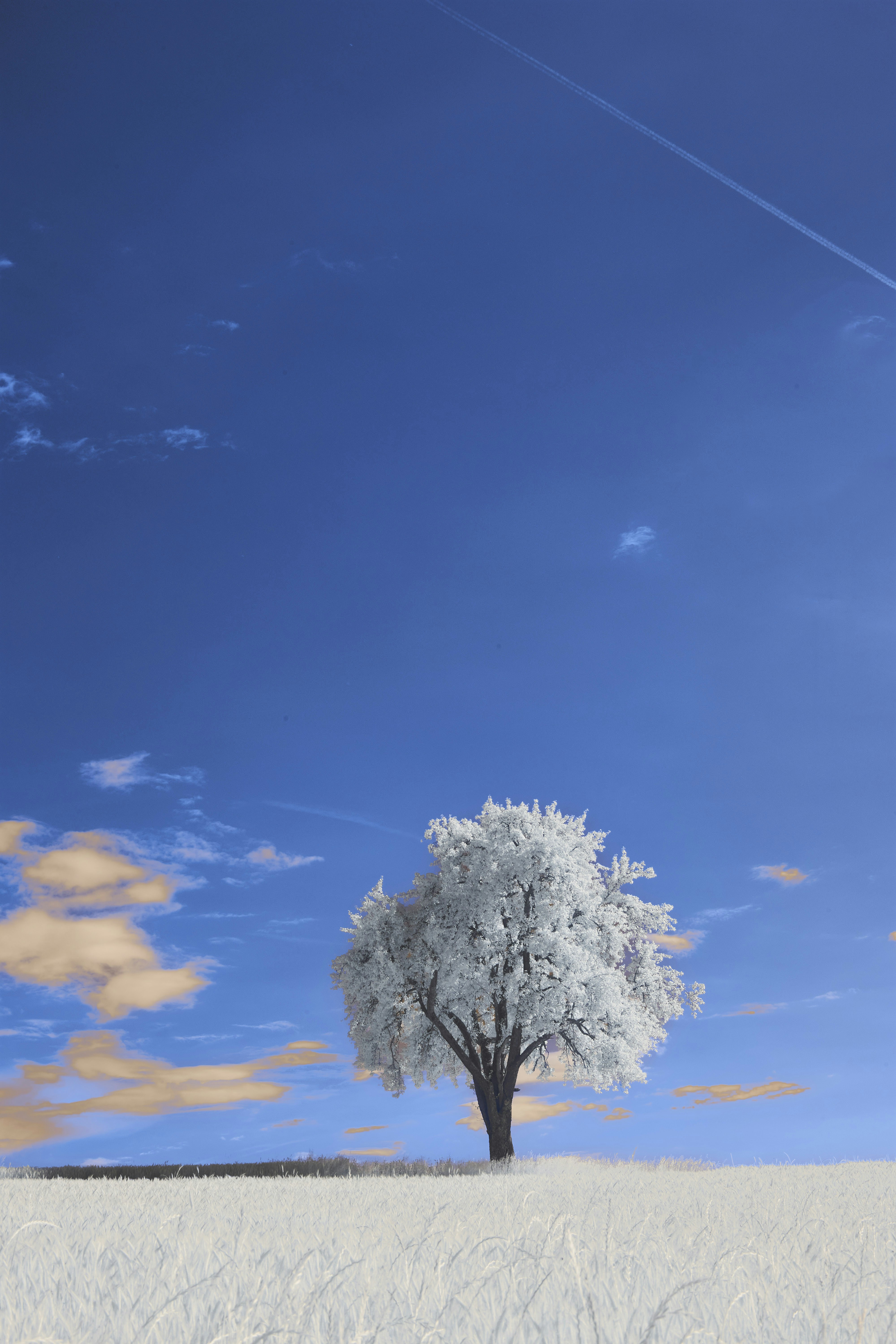 Photo by wolfgang_hasselmann