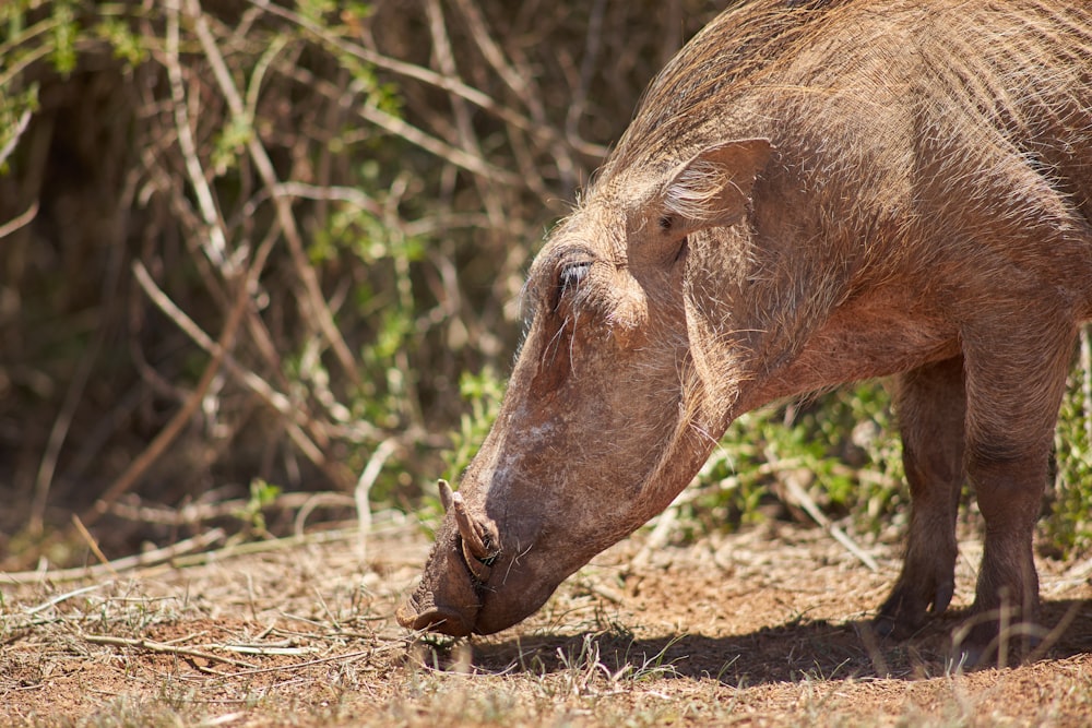 a warthog eating grass in a field