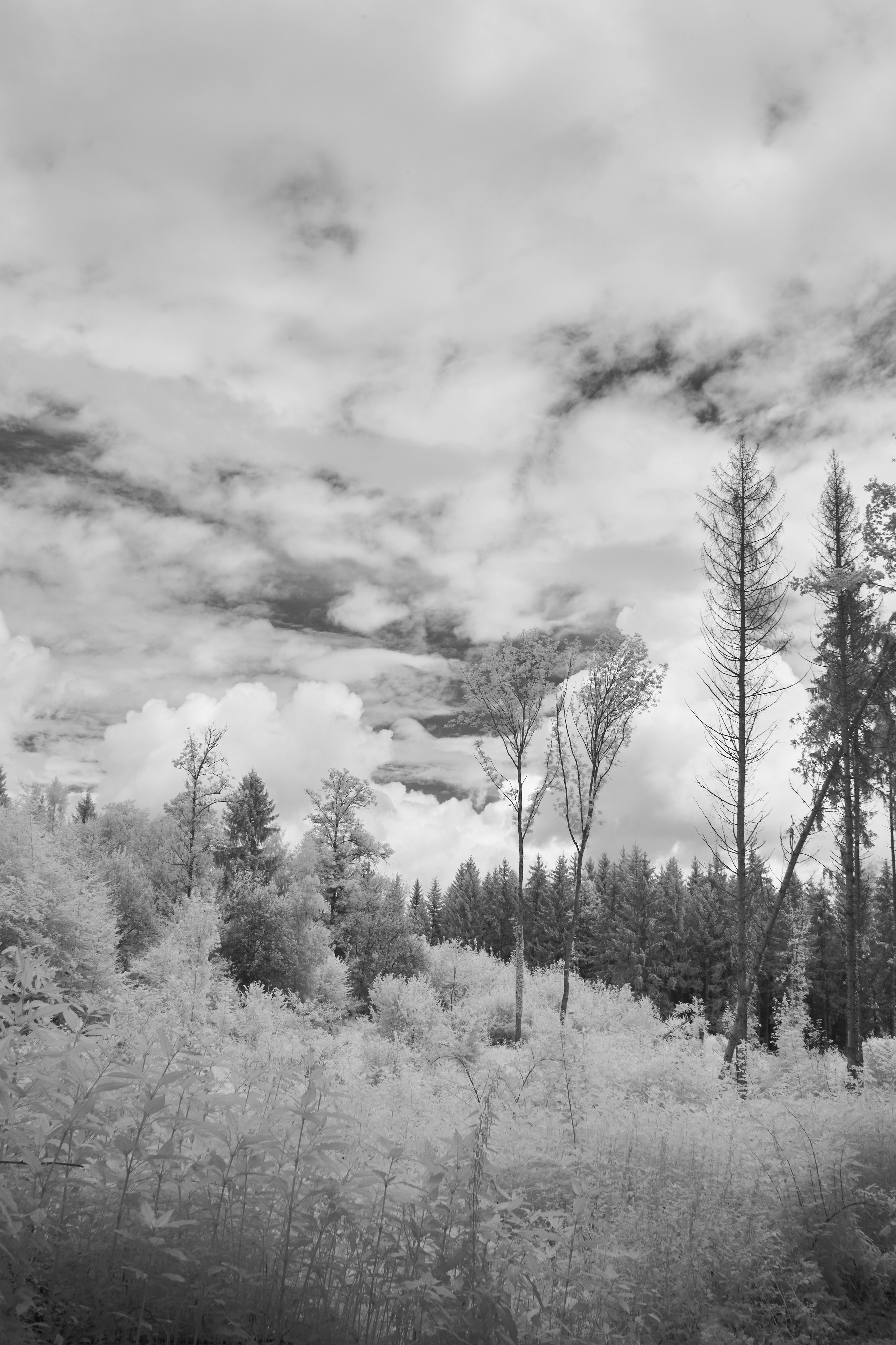 Photo by wolfgang_hasselmann