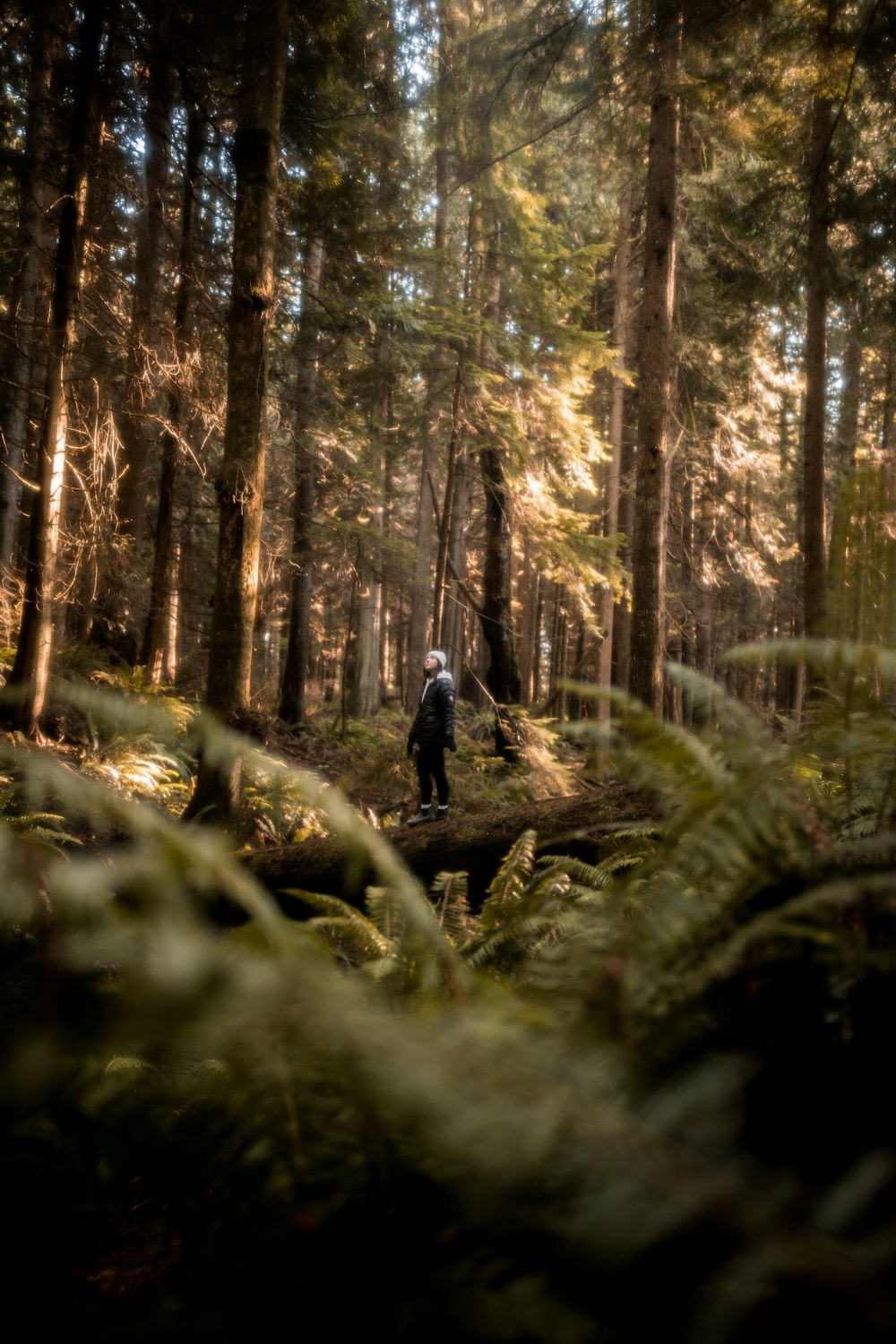 a person standing on a log in a forest