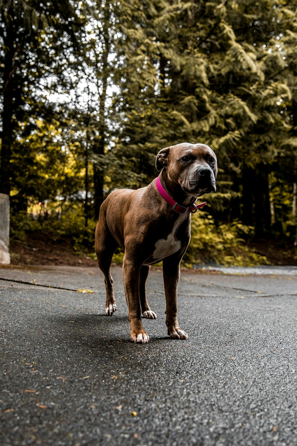 a dog standing in the middle of a road