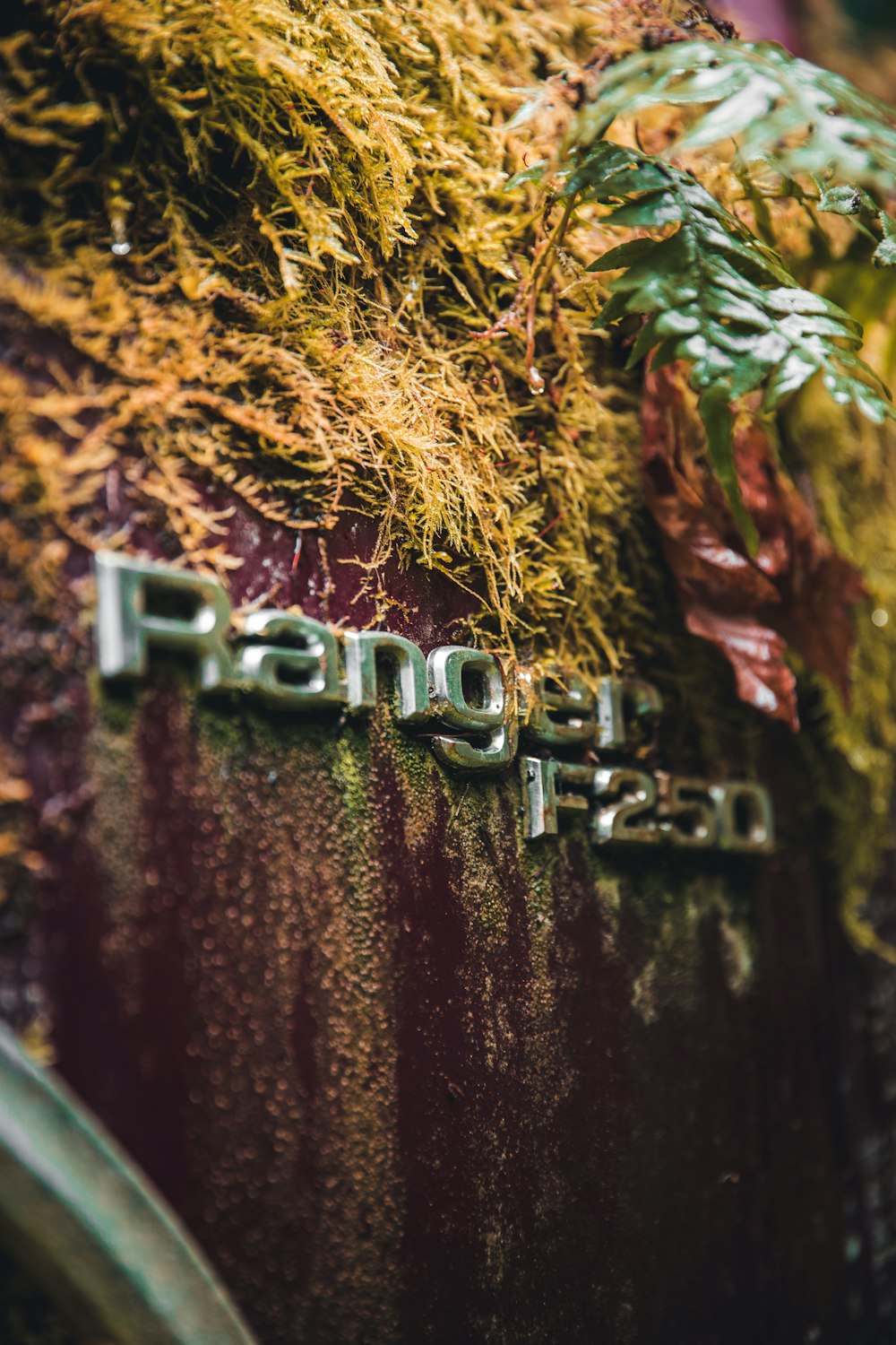 a close up of a car with moss growing on it