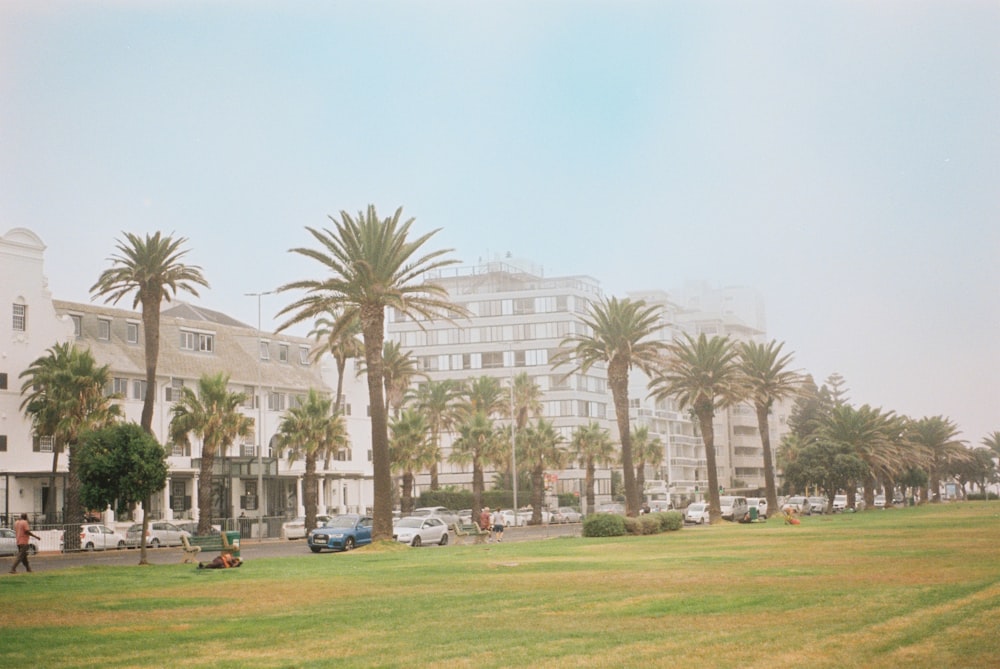 a grassy area with palm trees and buildings in the background