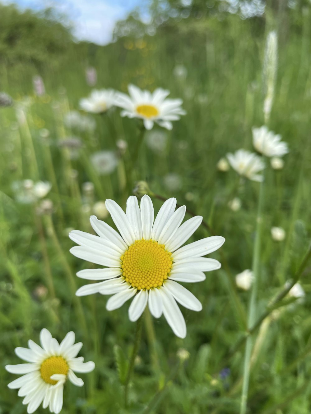 a field full of white daisies with a blue sky in the background