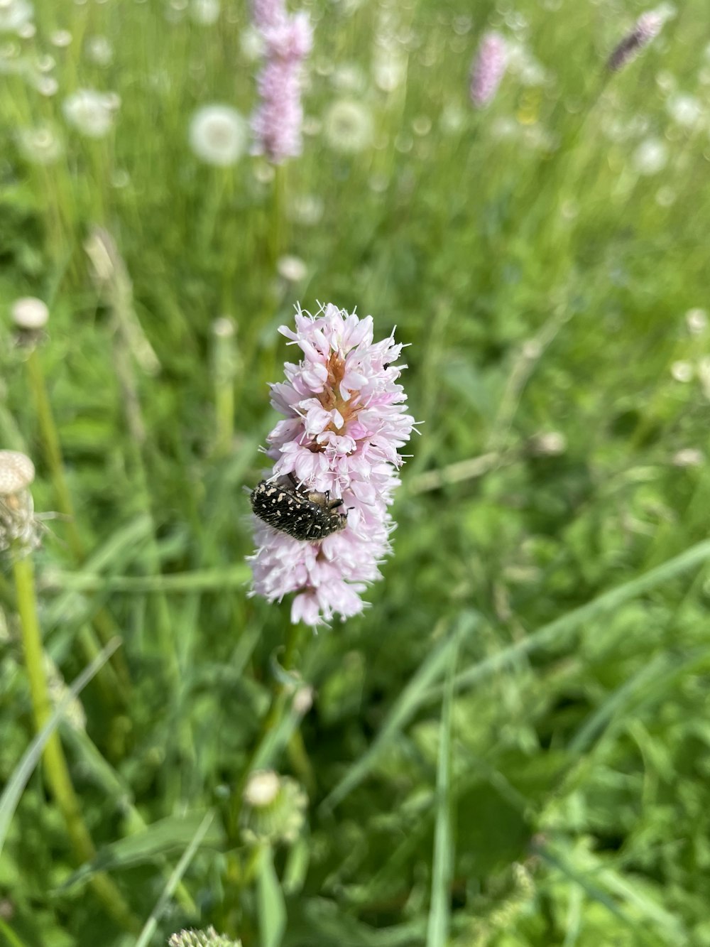 a bug on a flower in a field of grass