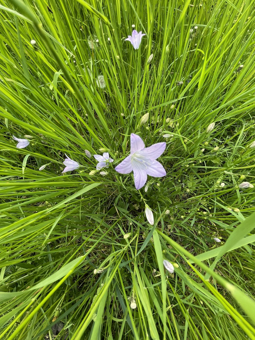 a flower that is growing in the grass