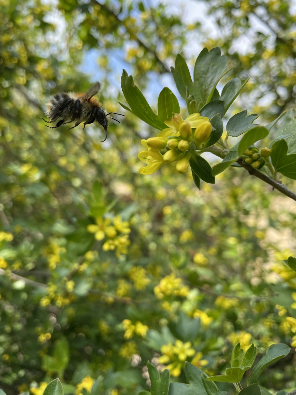 a bee is flying away from a flower